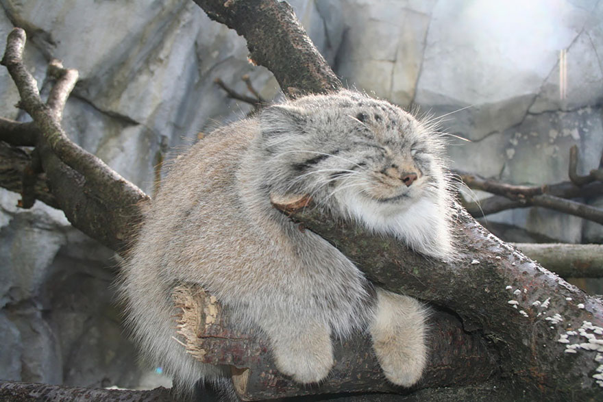 A Pallas's cat in a tree